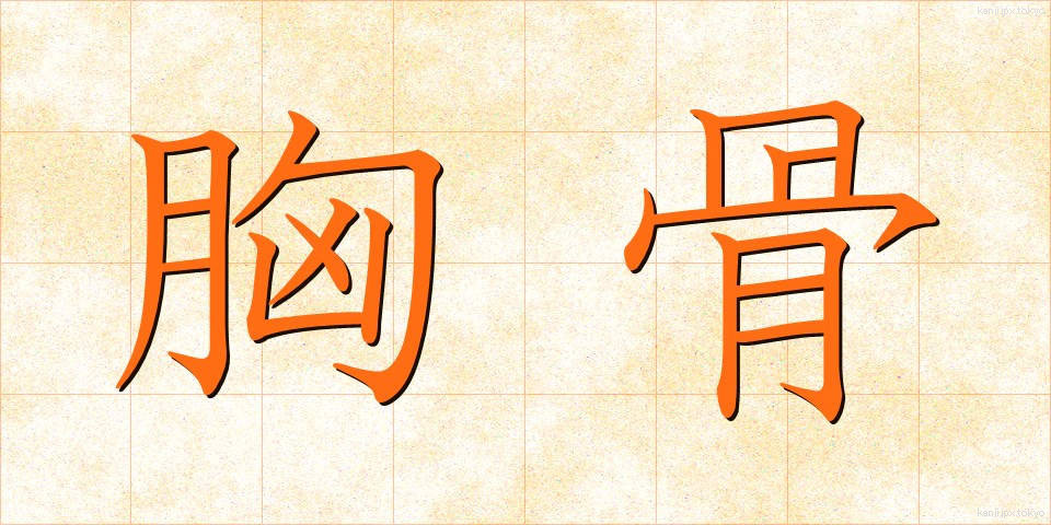 胸骨 (きょうこつ)