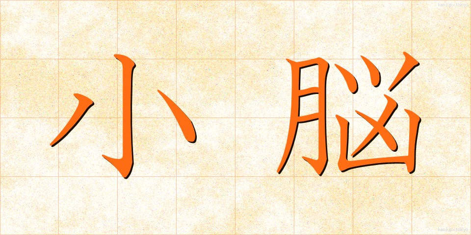 小脳 (しょうのう)