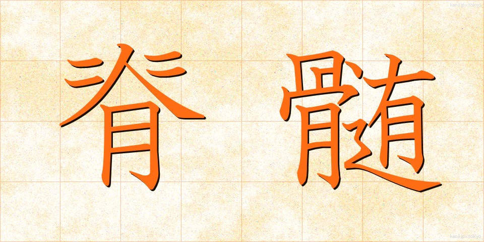 脊髄 (せきずい)