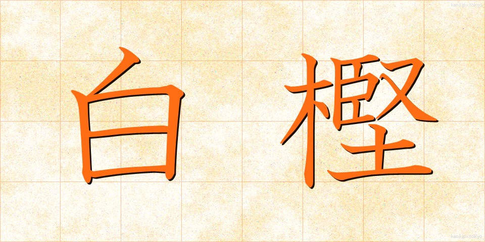 白樫 (しらかし)