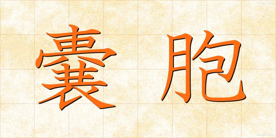 嚢胞 (のうほう)