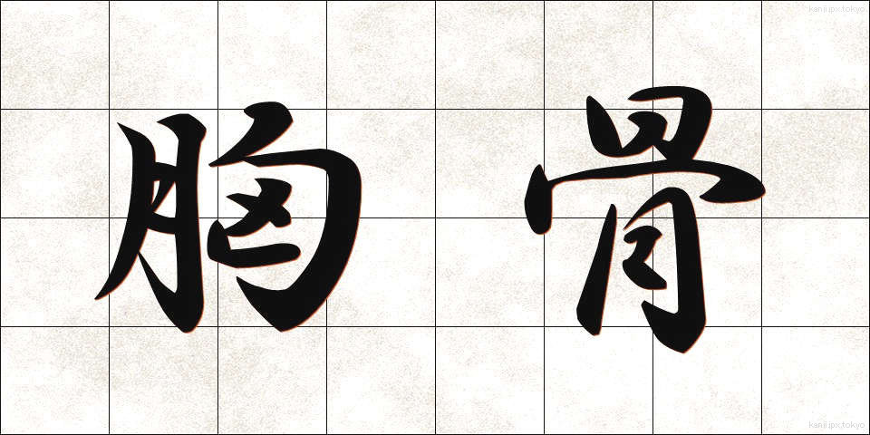 胸骨 (きょうこつ)