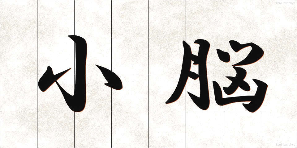 小脳 (しょうのう)