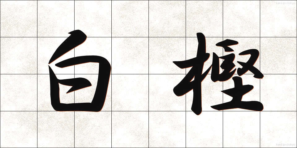白樫 (しらかし)