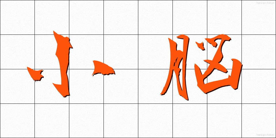 小脳 (しょうのう)