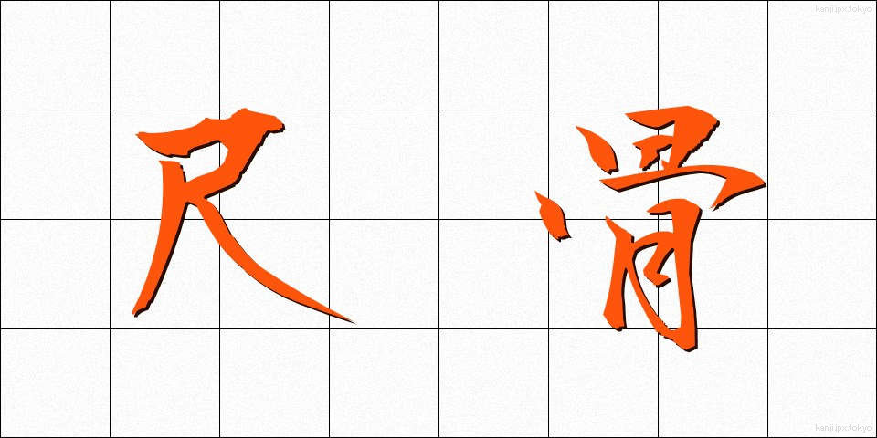 尺骨 (しゃっこつ)