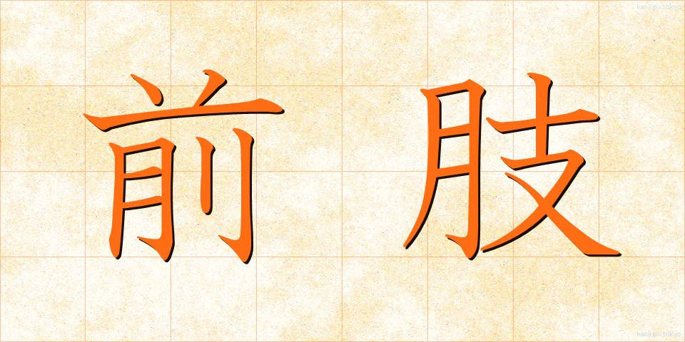 前肢 (ぜんし)