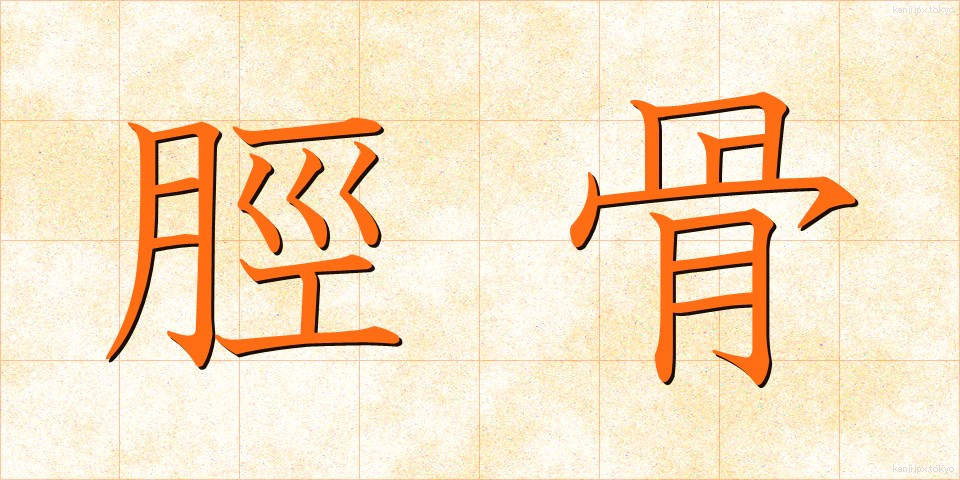 脛骨 (けいこつ)