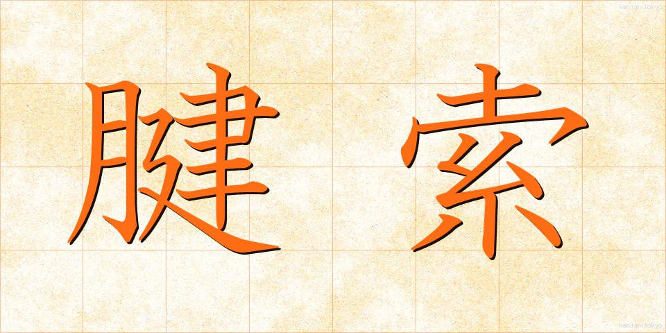 腱索 (けんさく)