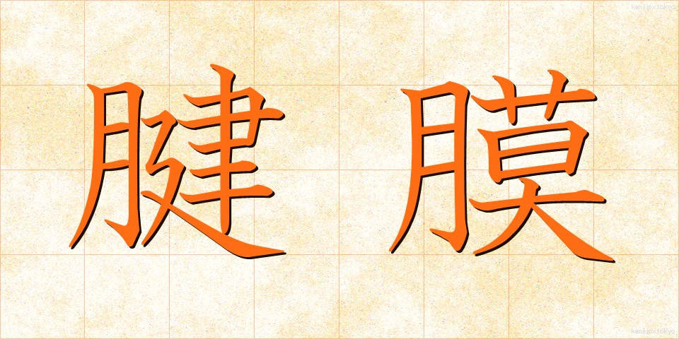 腱膜 (けんまく)