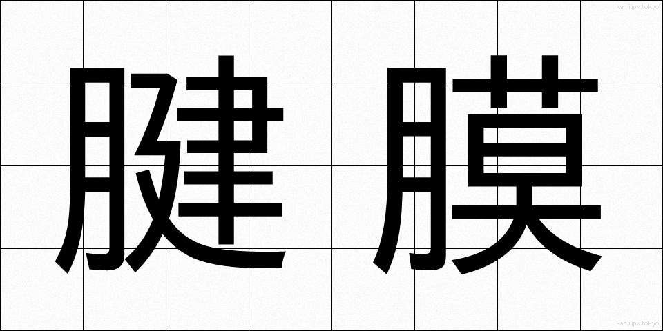 腱膜 (けんまく)