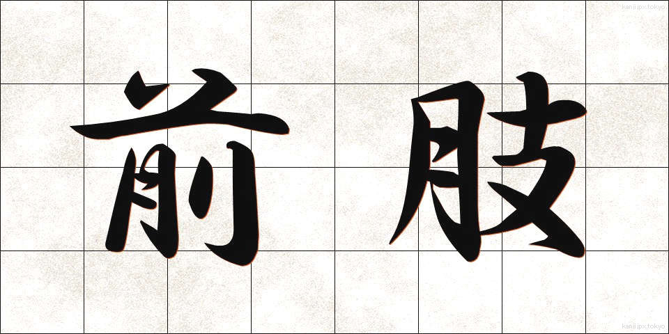 前肢 (ぜんし)