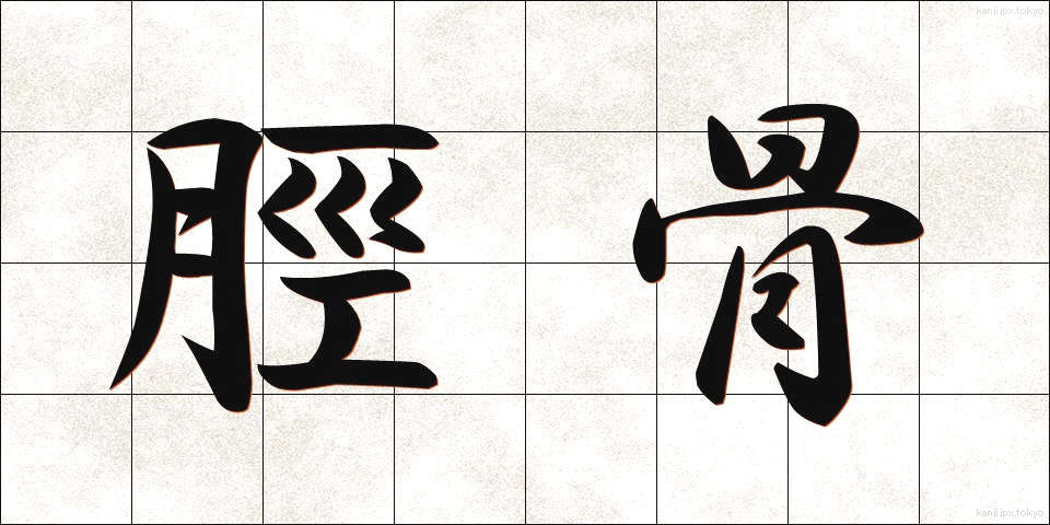 脛骨 (けいこつ)