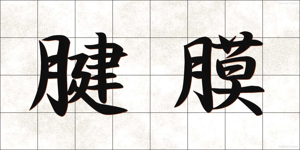 腱膜 (けんまく)