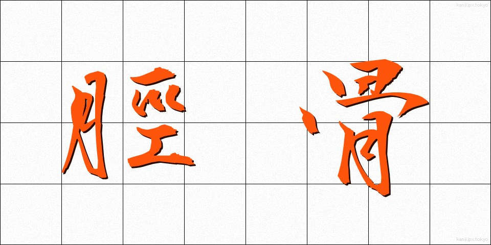 脛骨 (けいこつ)