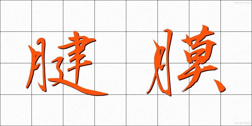 腱膜 (けんまく)