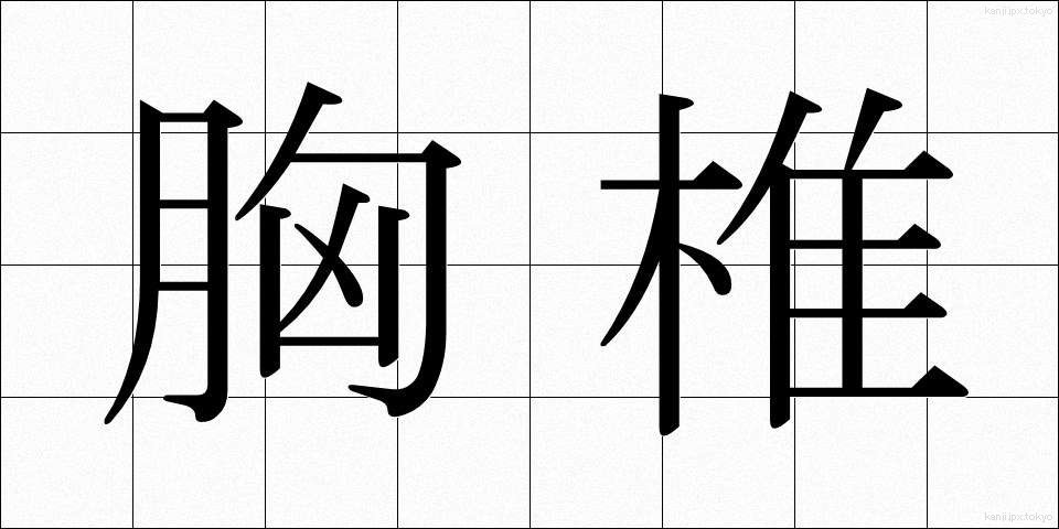 胸椎 (きょうつい)