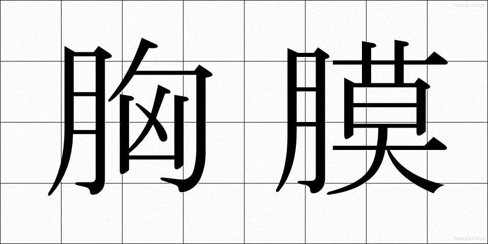 胸膜 (きょうまく)