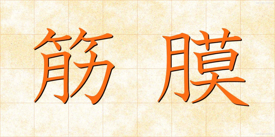 筋膜 (きんまく)