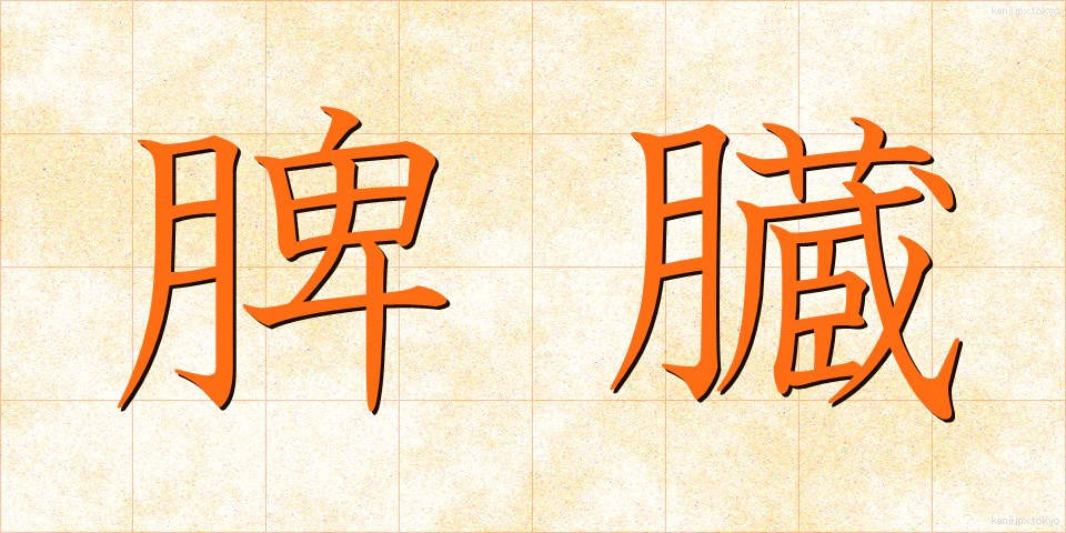 脾臓 (ひぞう)