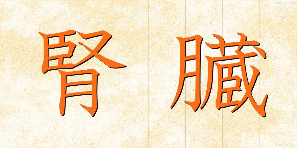 腎臓 (じんぞう)