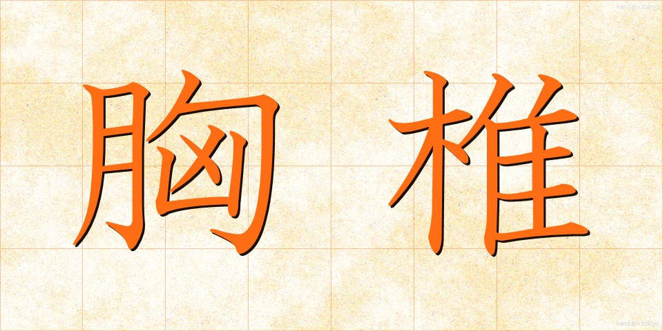 胸椎 (きょうつい)