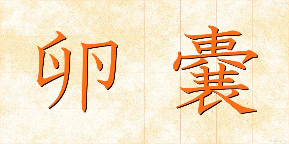 卵嚢 (らんのう)