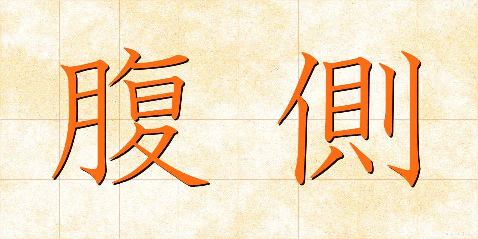 腹側 (ふくそく)