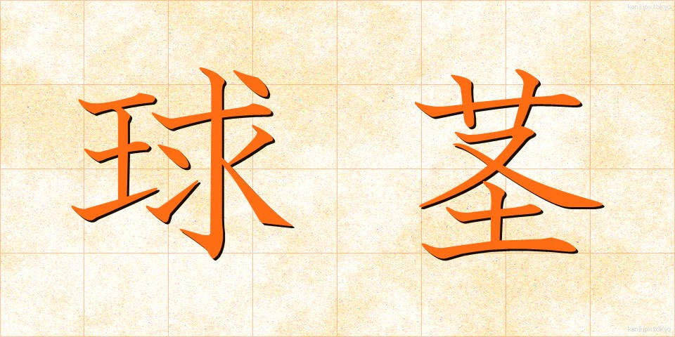球茎 (きゅうけい)