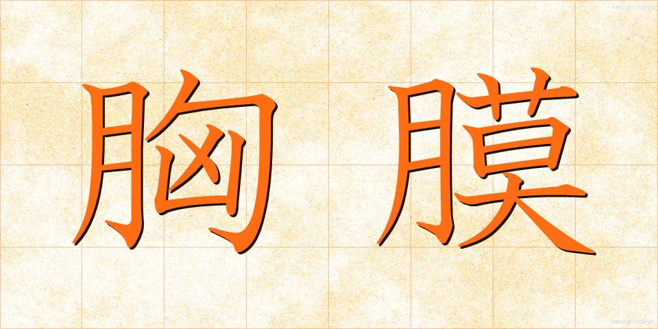 胸膜 (きょうまく)