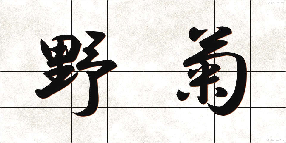 野菊 (のぎく)