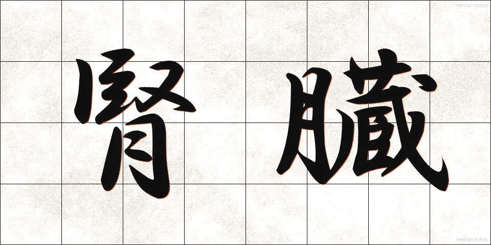 腎臓 (じんぞう)