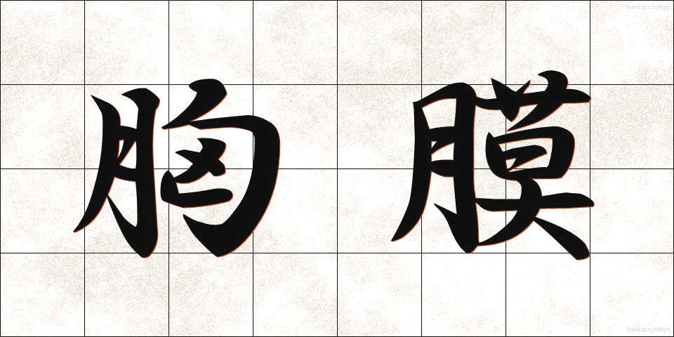 胸膜 (きょうまく)