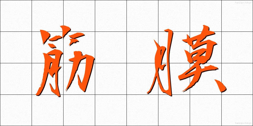 筋膜 (きんまく)