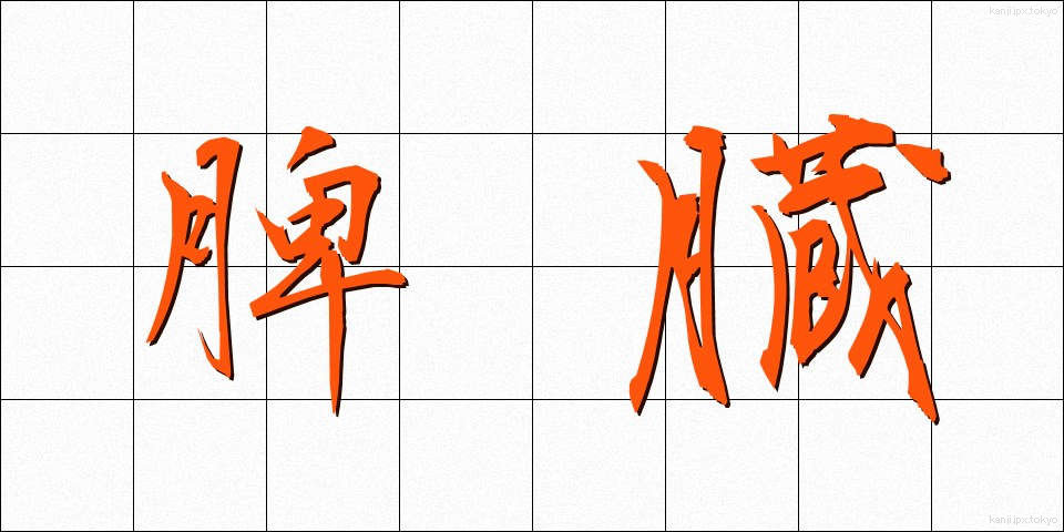 脾臓 (ひぞう)