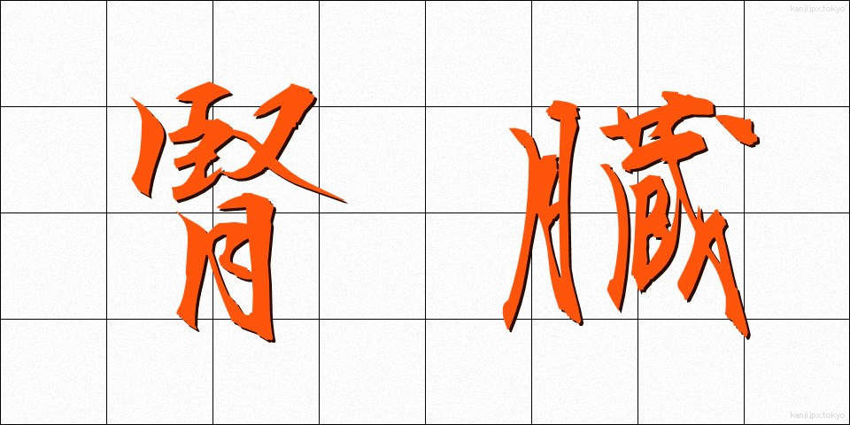 腎臓 (じんぞう)
