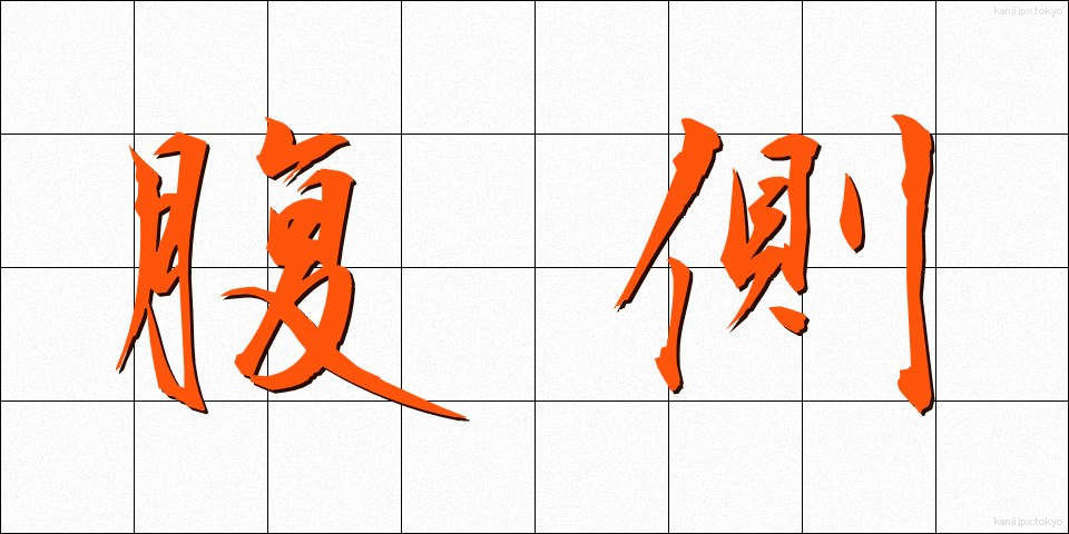 腹側 (ふくそく)