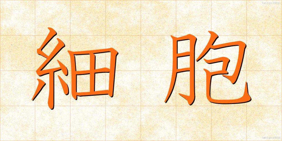 細胞 (さいぼう)