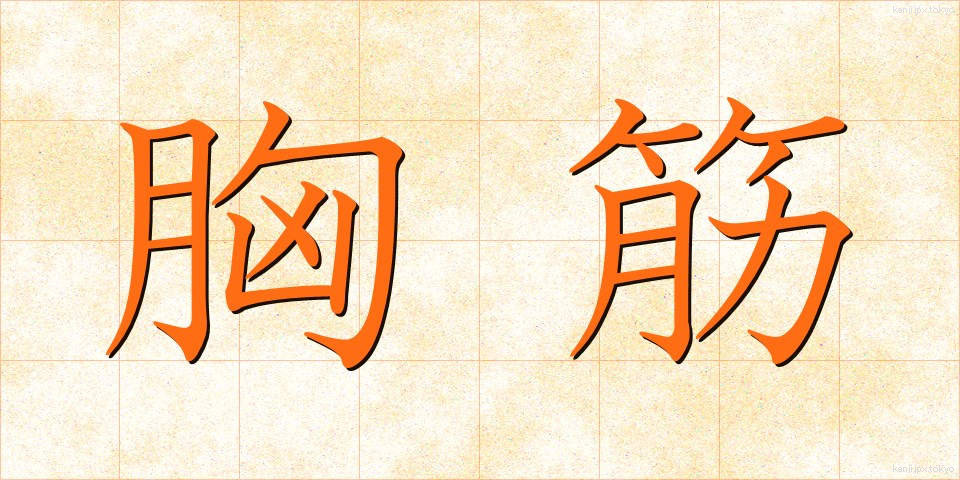 胸筋 (きょうきん)