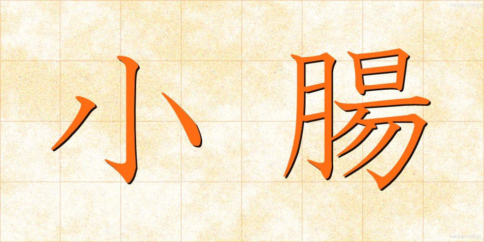 小腸 (しょうちょう)