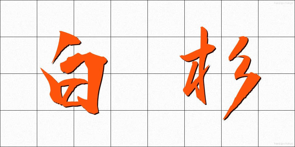 白杉 (しらすぎ)