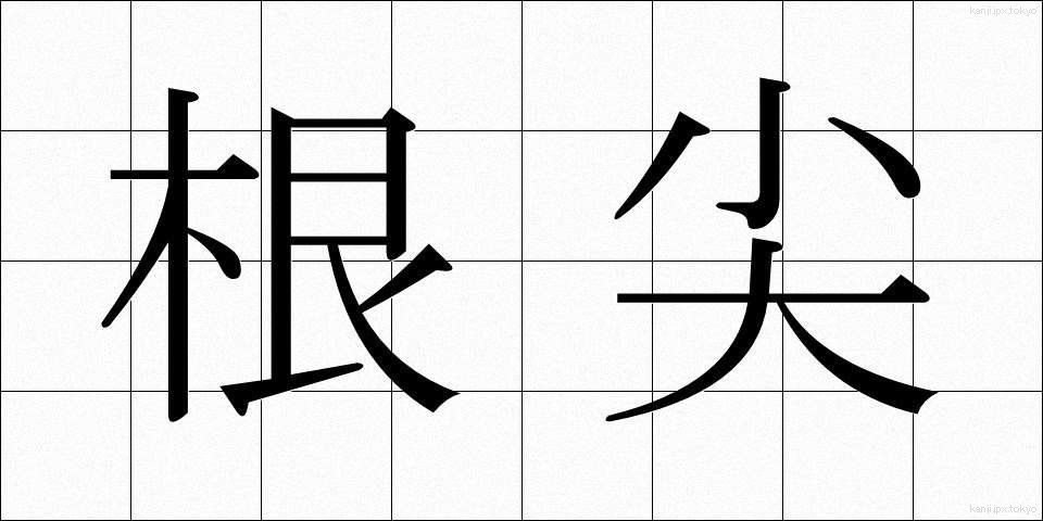 根尖 (こんせん)