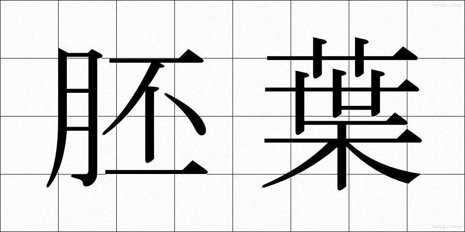 胚葉 (はいよう)