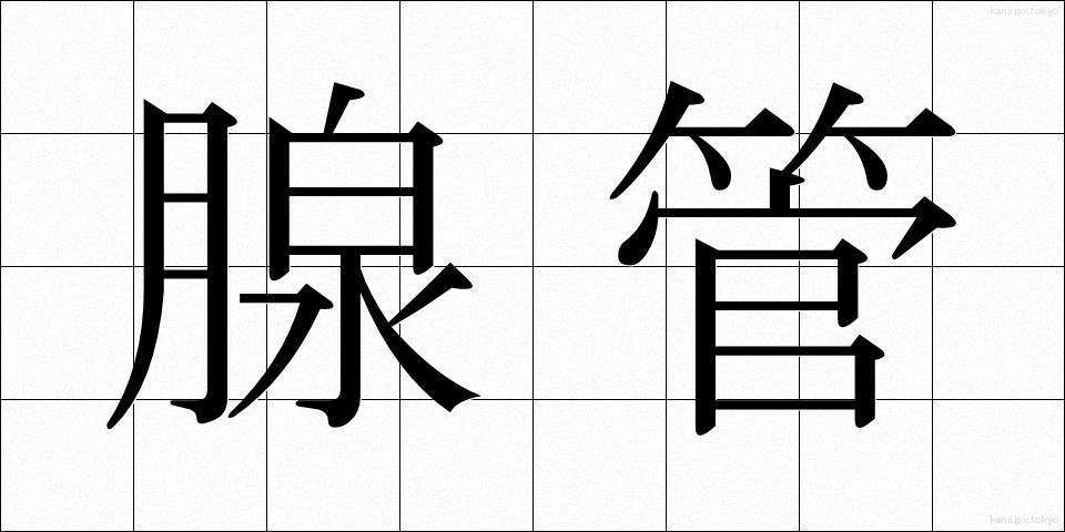 腺管 (せんかん)