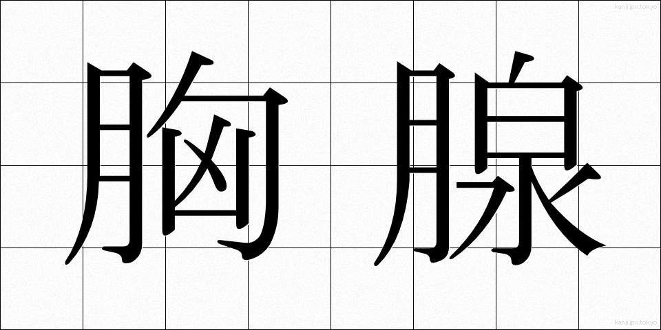 胸腺 (きょうせん)