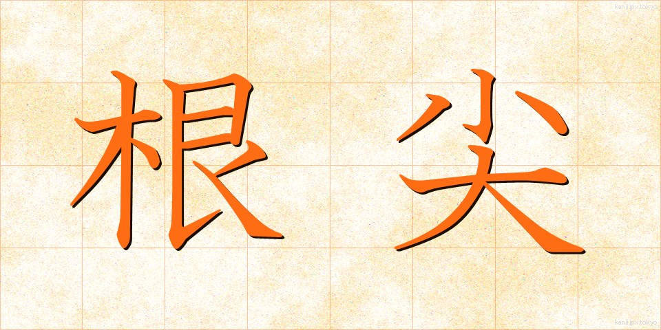 根尖 (こんせん)