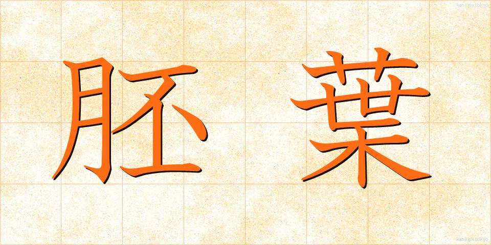 胚葉 (はいよう)