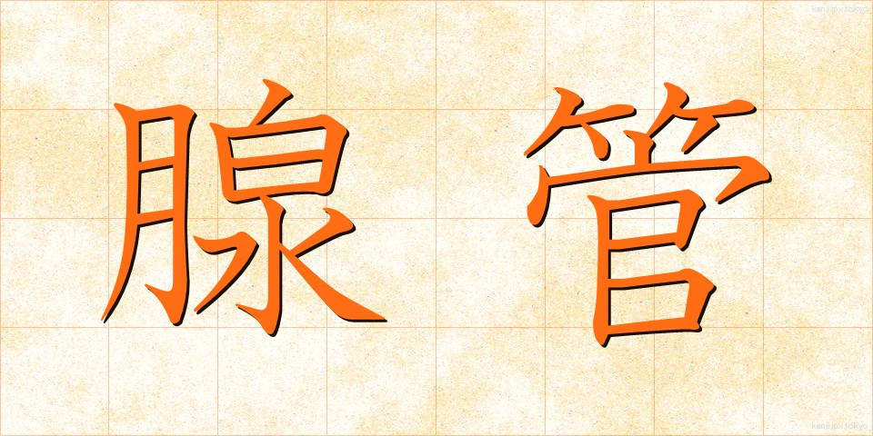 腺管 (せんかん)
