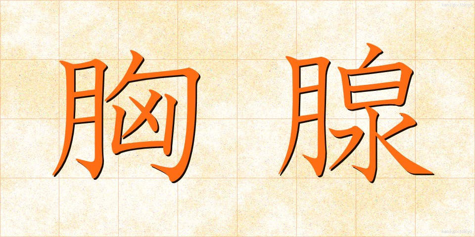 胸腺 (きょうせん)