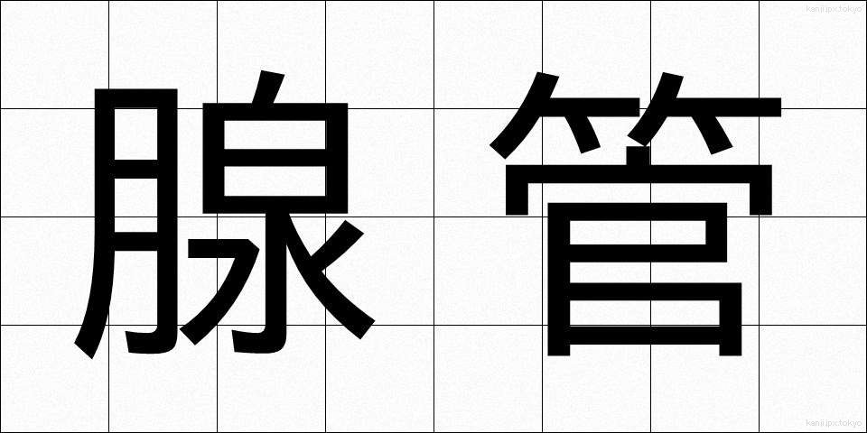 腺管 (せんかん)